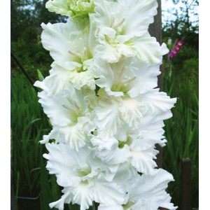 Луковица гладиолуса Белое изобилие