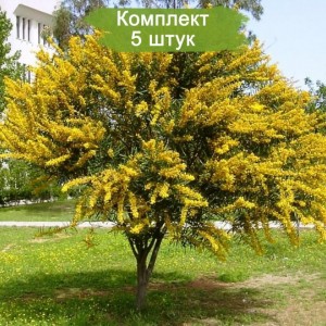 Саженцы акации желтой Караганда -  комплект 5 шт.