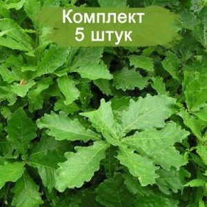 Саженцы дуба Монгольского 40-60 см -  комплект 5 шт.