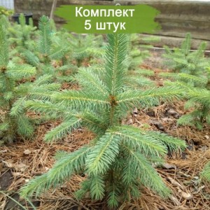 Саженцы Ели Голубой Глаука (Glauca) до 20 см -  комплект 5 шт.