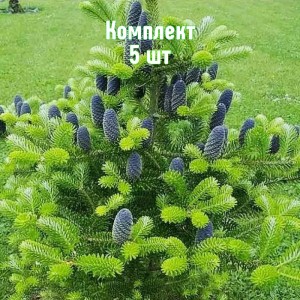Саженцы ели корейской 100-150 см - комплект 5 шт.