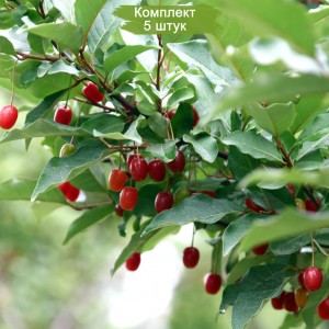 Саженцы гуми Кунашир -  комплект 5 шт.
