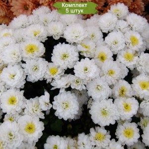 Саженцы белой хризантемы мультифлоры Дрим (Dream) -  комплект 5 шт.