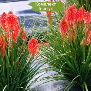 Саженцы книфофии ягодной Крупноцветковая -  комплект 5 шт.