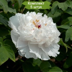 Саженцы пиона древовидного Фрагранд Джед (Fragrant Jade) -  комплект 5 шт.