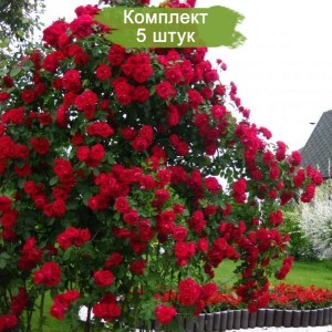 Саженцы плетистой розы Бельканто (Belkanto) -  комплект 5 шт.