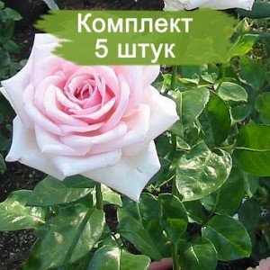 Саженцы чайно-гибридной розы Роял Хагнесс (Royal Highness) -  комплект 5 шт.