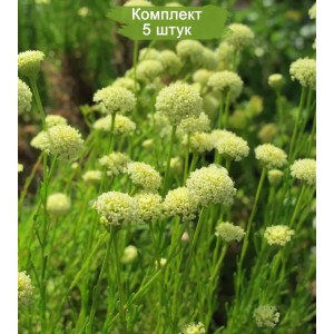 Саженцы сантолины Неаполитанской -  комплект 5 шт.
