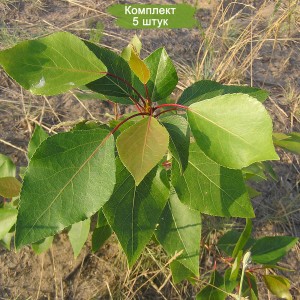 Сеянцы тополя Пирамидального (до 20 см) -  комплект 5 шт.