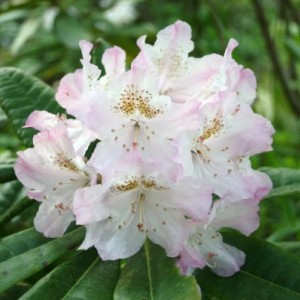 Саженец рододендрона Сан Мишель (St. Michel) (розовый )