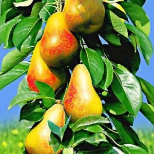 Саженец колоновидной груши Величие