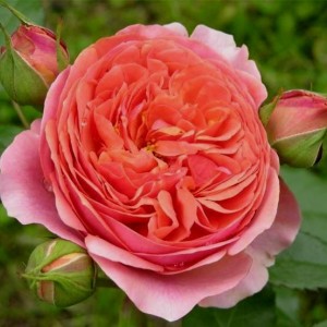 Саженец парковой розы Чиппендейл (Chippendale)