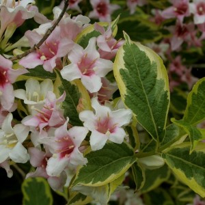 Саженец вейгелы пестролистной Санни Принцесс (Sunny Princess)