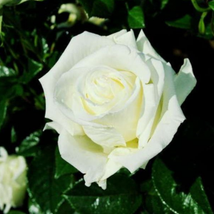 Саженец чайно-гибридной розы Жанна Моро (Jeanne Moreau)